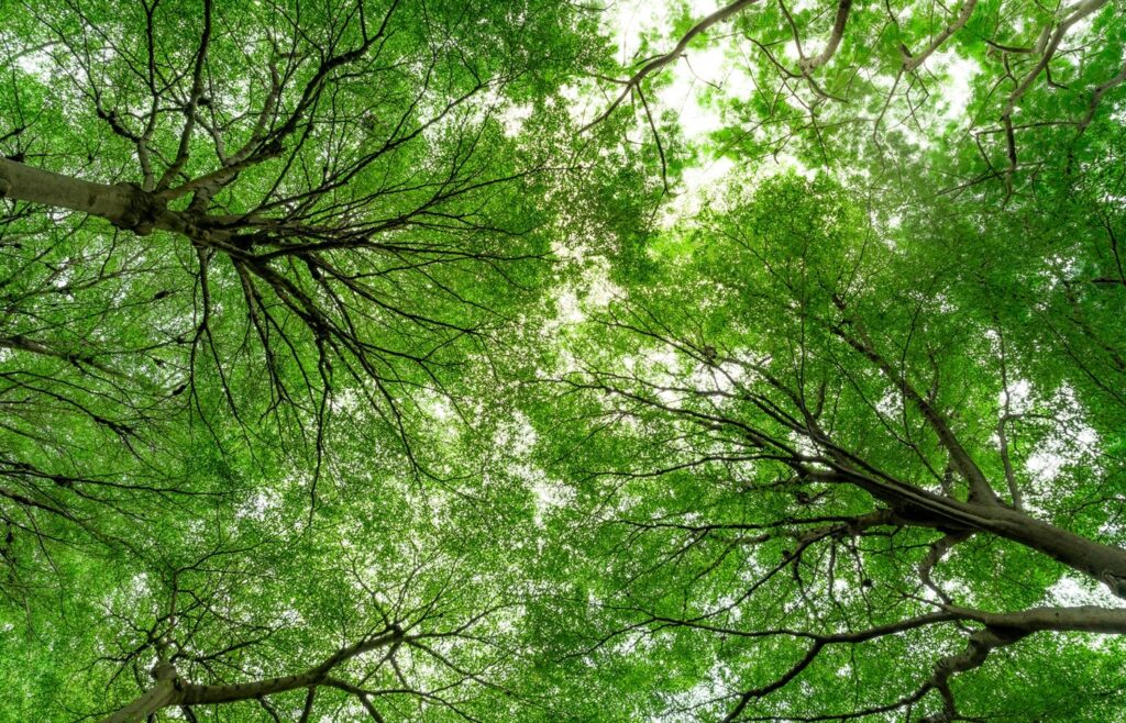 How Your Business Can Benefit from an Environmental Policy